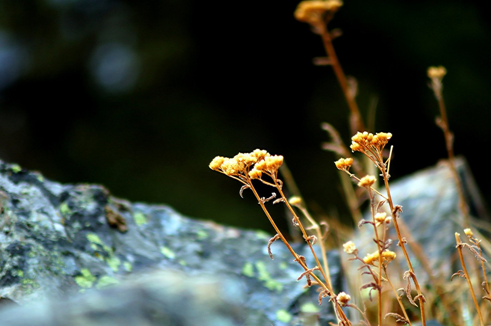 several plant life sits on top of a rock