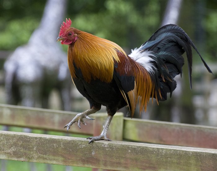 colorful rooster standing on wooden deck in outdoor enclosure
