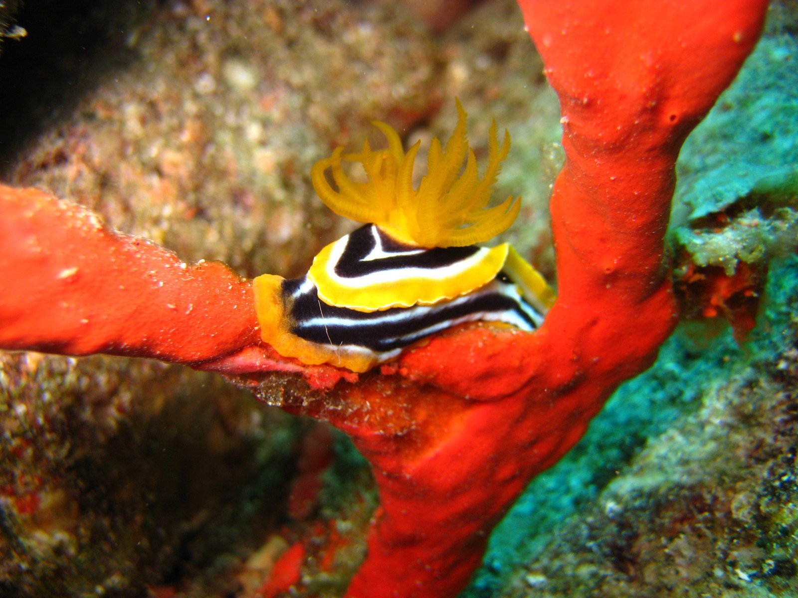 a colorful fish with yellow and black markings on its head