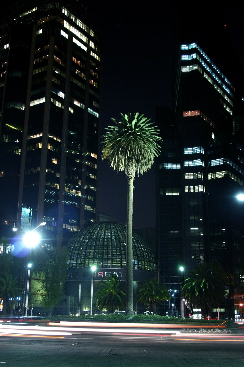 a large palm tree in the middle of a city street at night