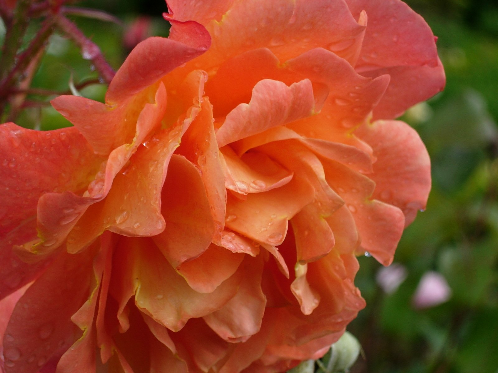 this is a big orange rose flower with dew