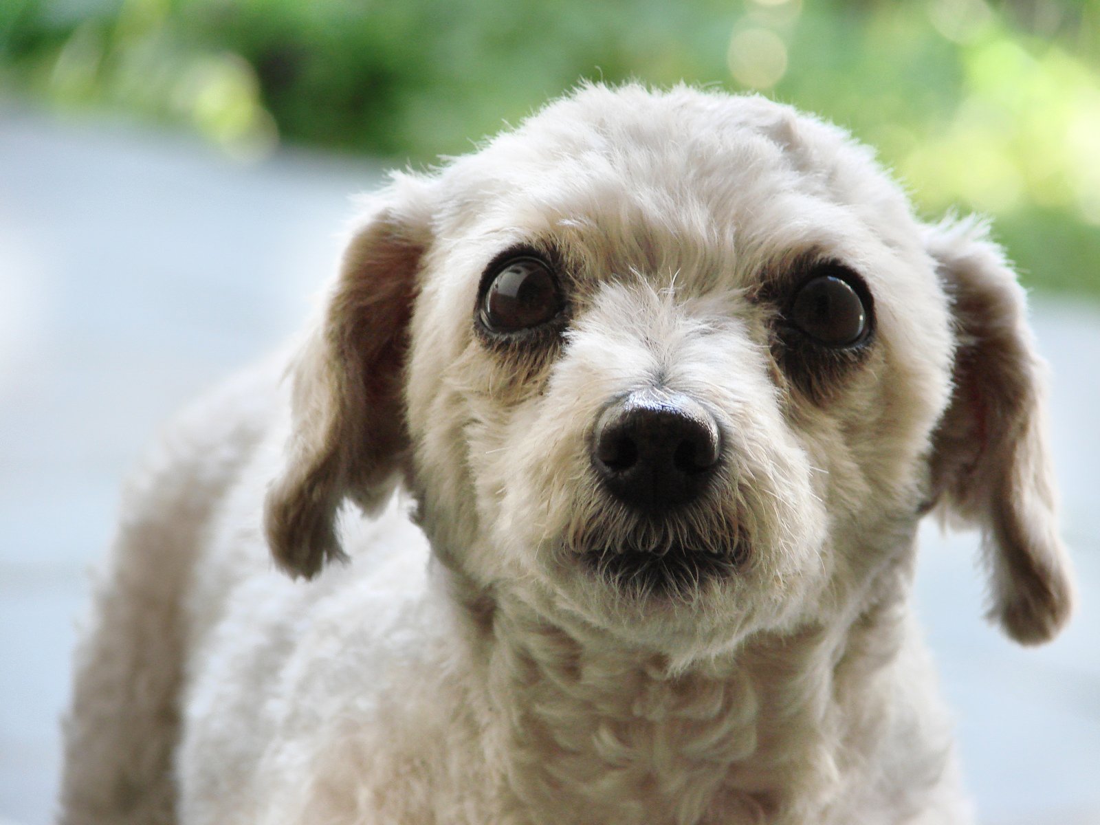 a small, fuzzy white dog with big brown eyes