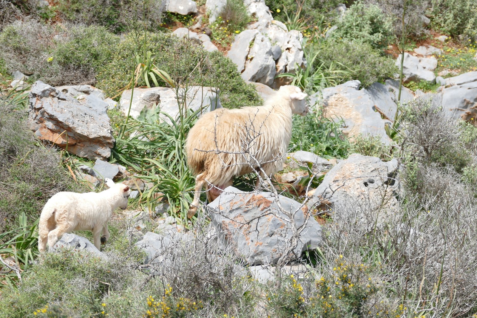 two sheep standing in an open mountain field