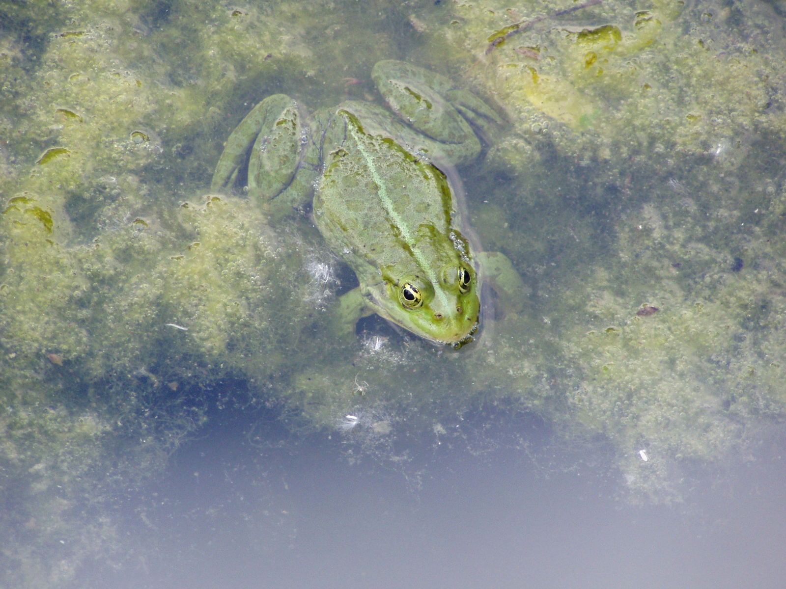 a frog is lying on some algae
