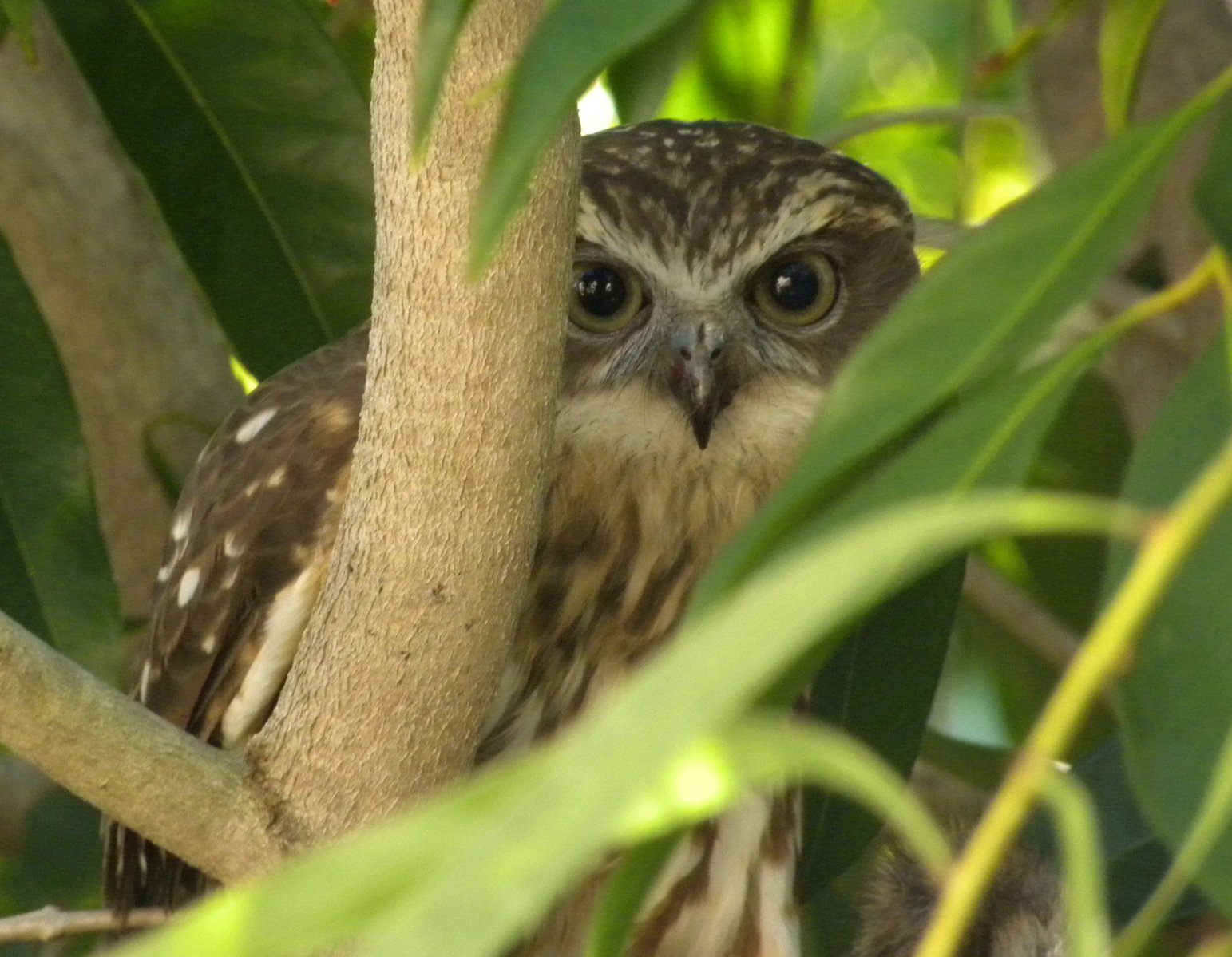 an owl is sitting on a nch in a tree