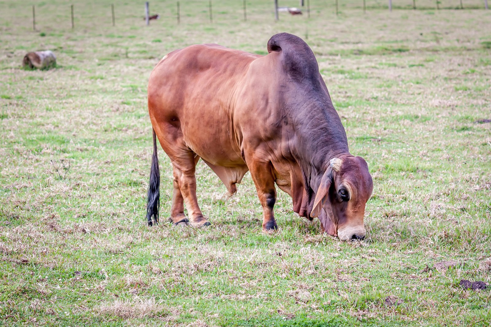 a cow eating grass while in the middle of a pasture