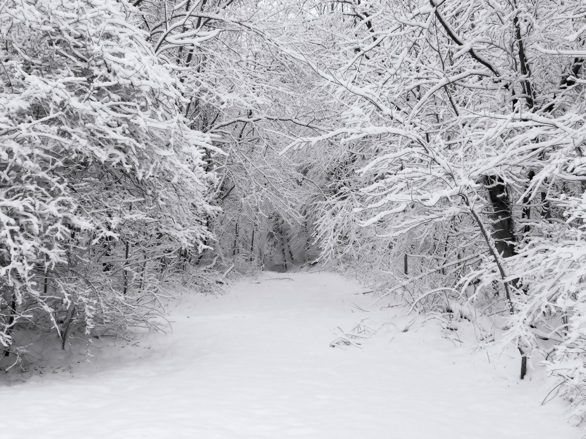 snow covered trees line the path that leads into the woods