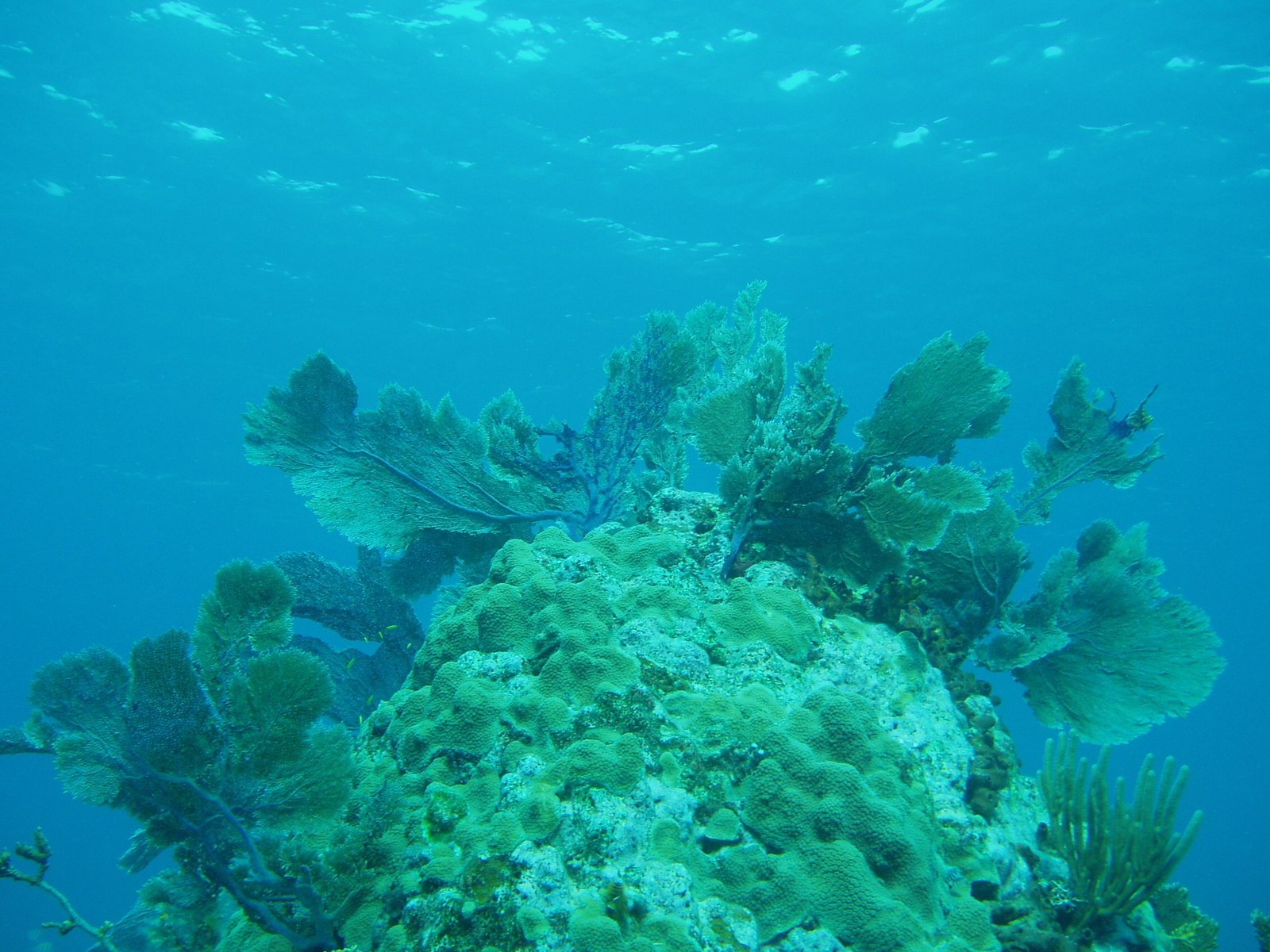 a coral covered with seaweed in the middle of blue water
