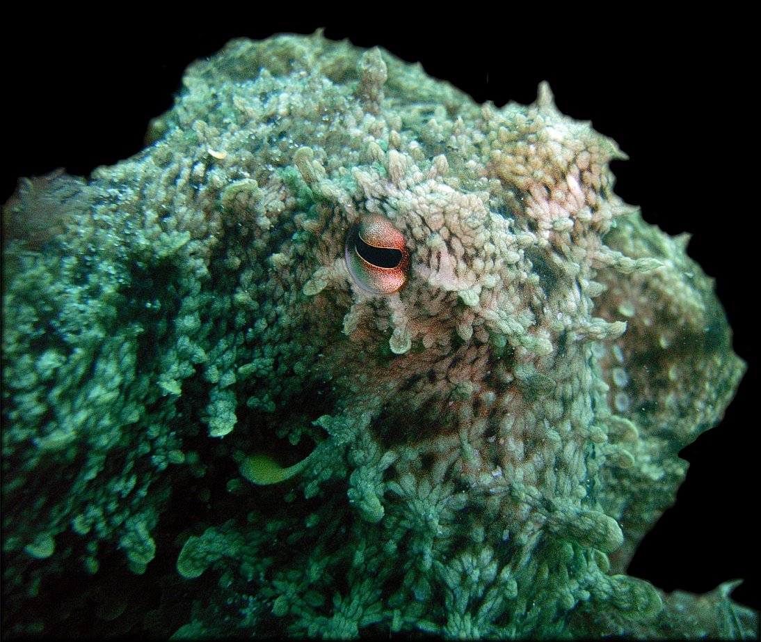 some orange fish hiding in some sea moss