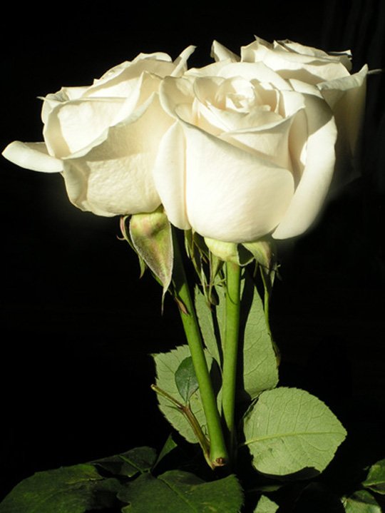 three white roses blooming in a bouquet