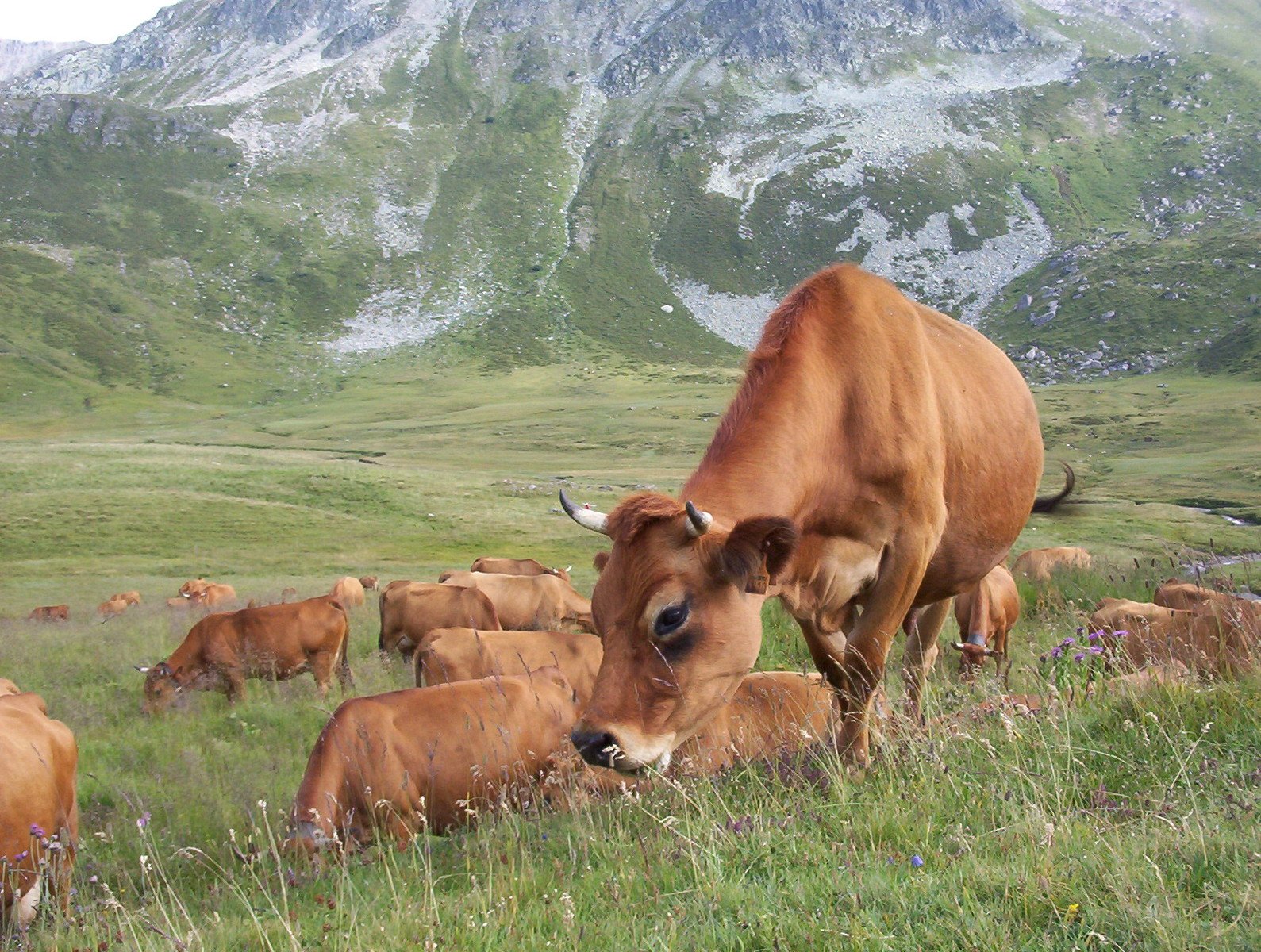 cows standing and grazing in the meadow