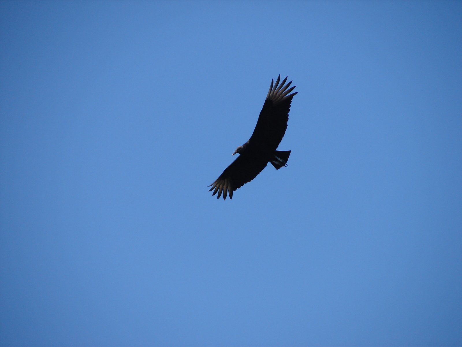 a large bird flying through the sky in it's wings