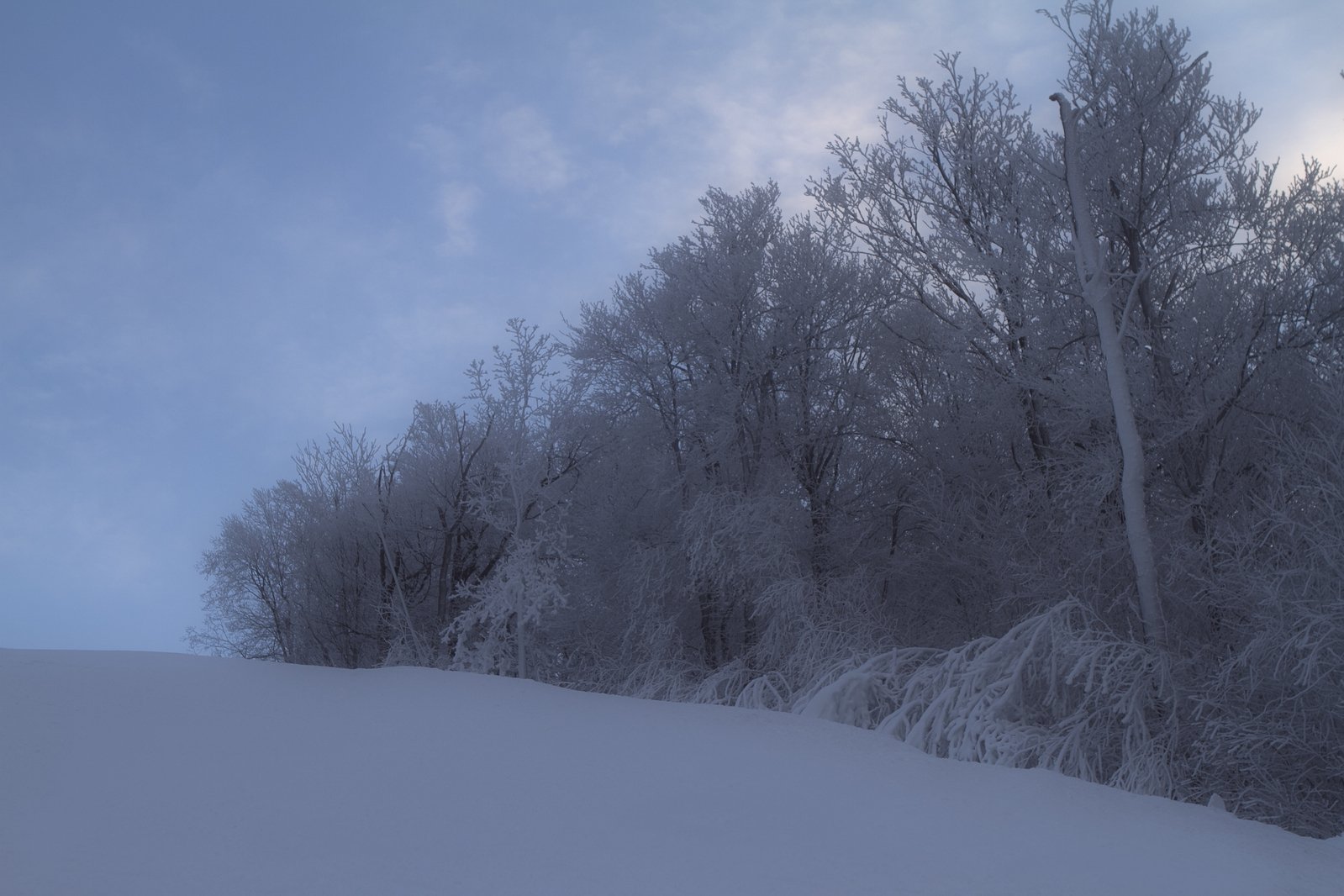 a snow covered hill with trees and a cloud covered sky