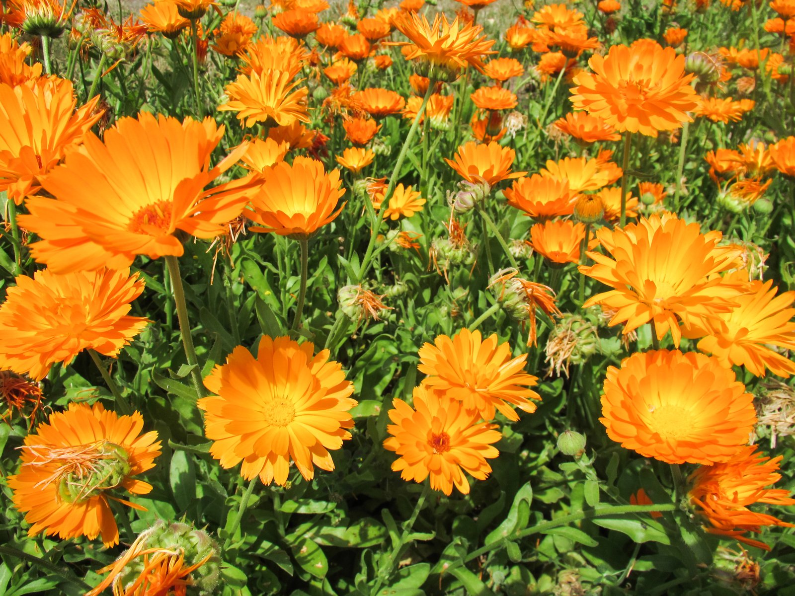 the flowers are orange and the leaves have green