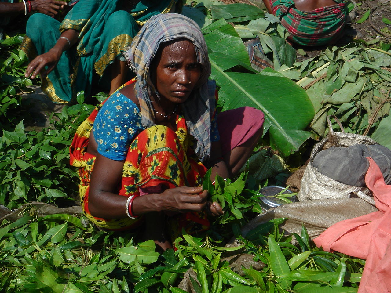 women picking and preparing greens in a field