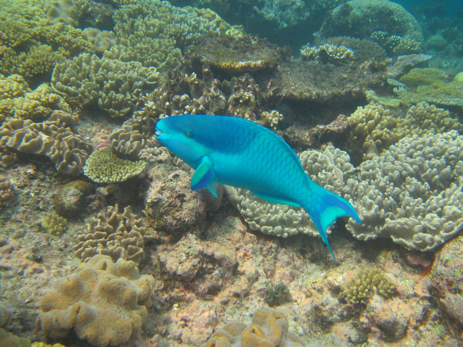 a blue fish swimming on the sea floor