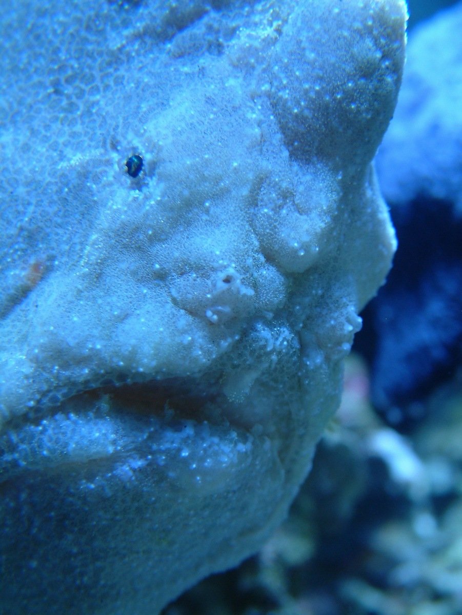 a sea animal is shown, looking at the camera