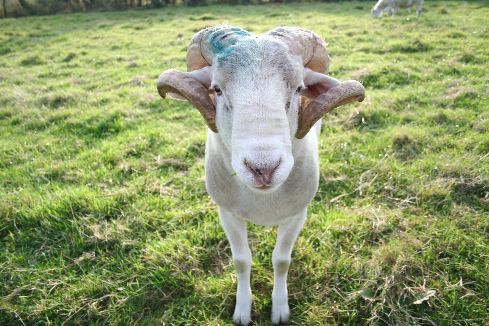 an adult sheep standing on top of a grass covered field