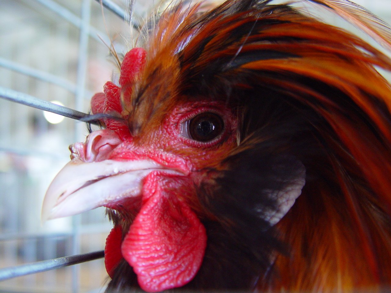 a close - up po of a rooster looking into the camera