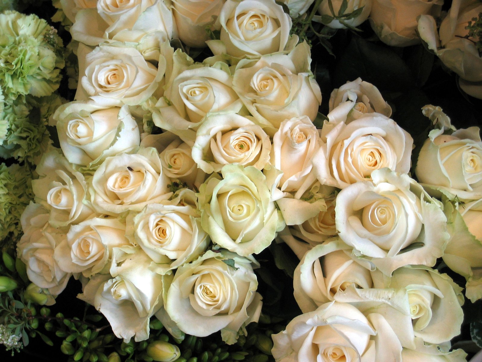 a large group of white flowers are together