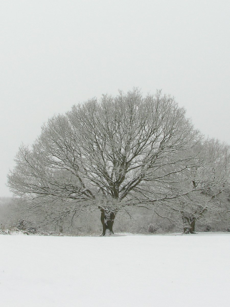 a snowy landscape with trees in the foreground and a white sky behind