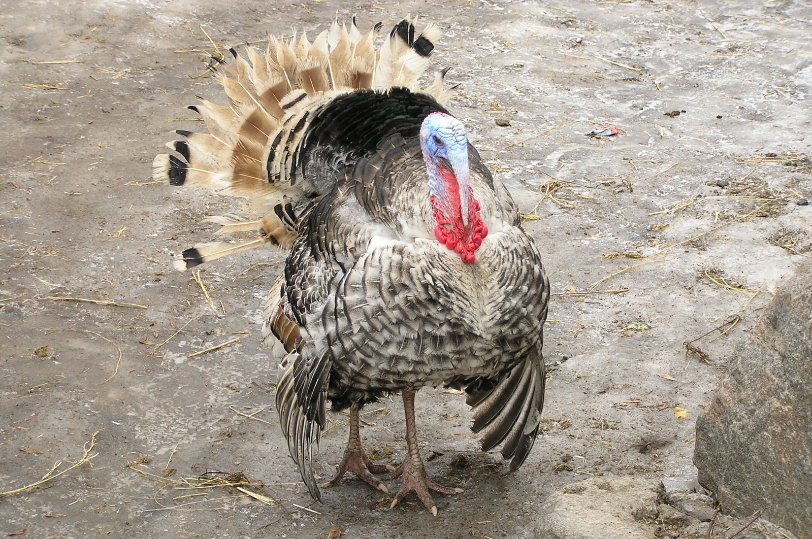 an old fashioned turkey with red, white and blue feathers
