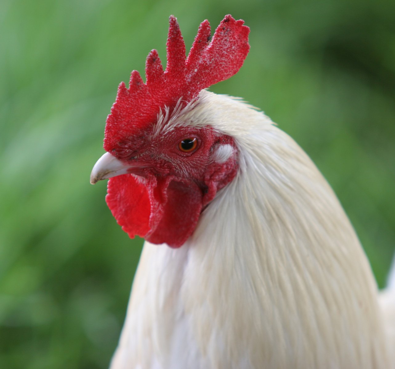 the head and beak of a white rooster