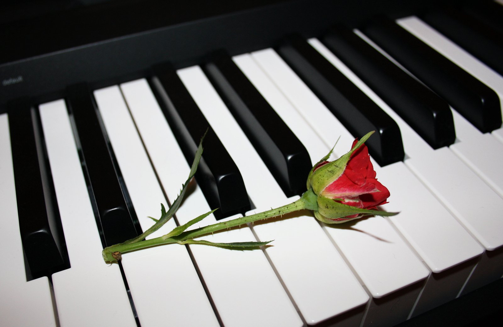 there is a rose sitting on top of the piano