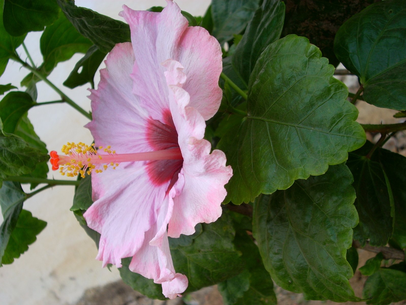 a pink flower growing from the ground beside green leaves