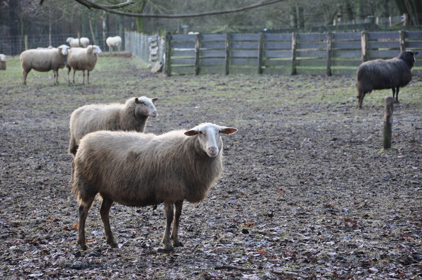the sheep are standing around in a fenced in pasture