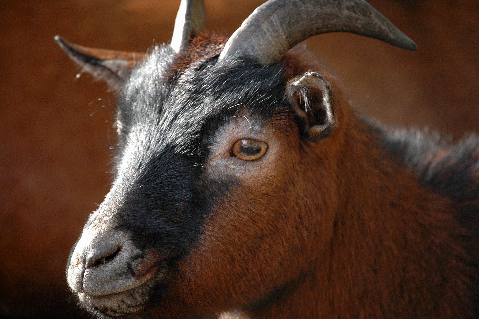 a close up of a goat's head with horns