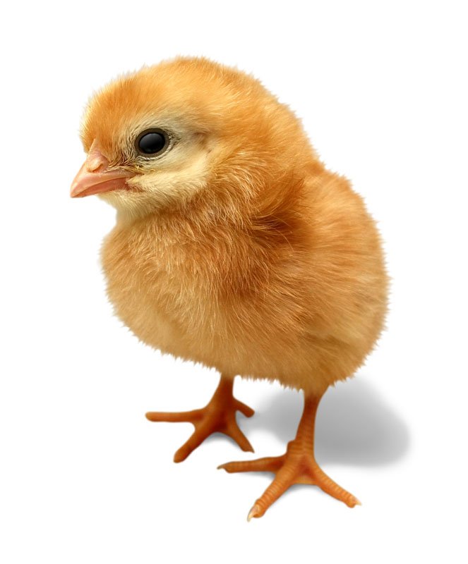 a small yellow chick standing upright against a white backdrop