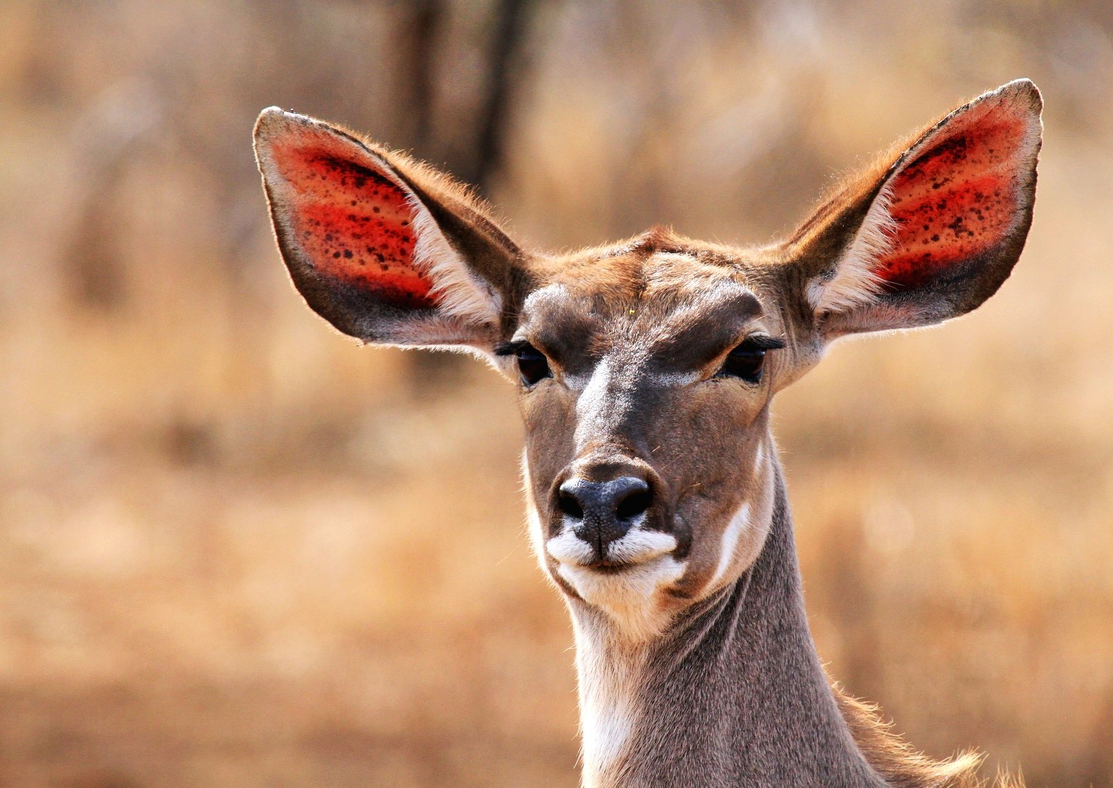 a antelope with large red ears looks directly into the camera