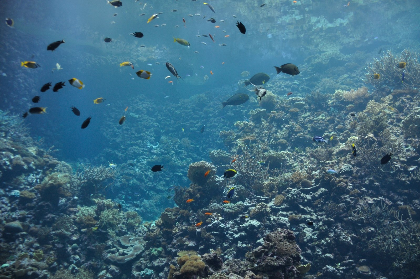 many fish swim in the water near the surface