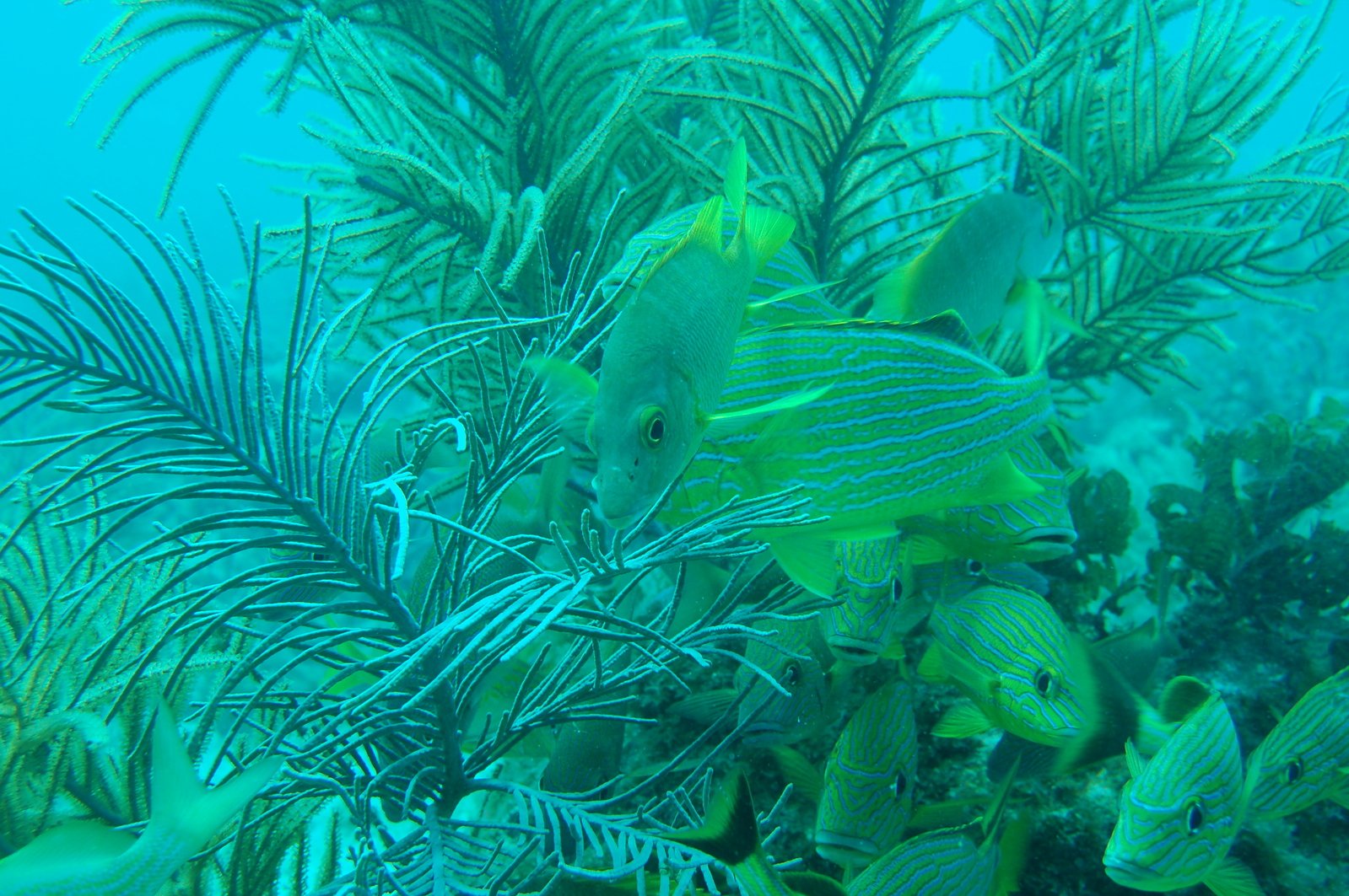 fish are eating in the plant life on this reef