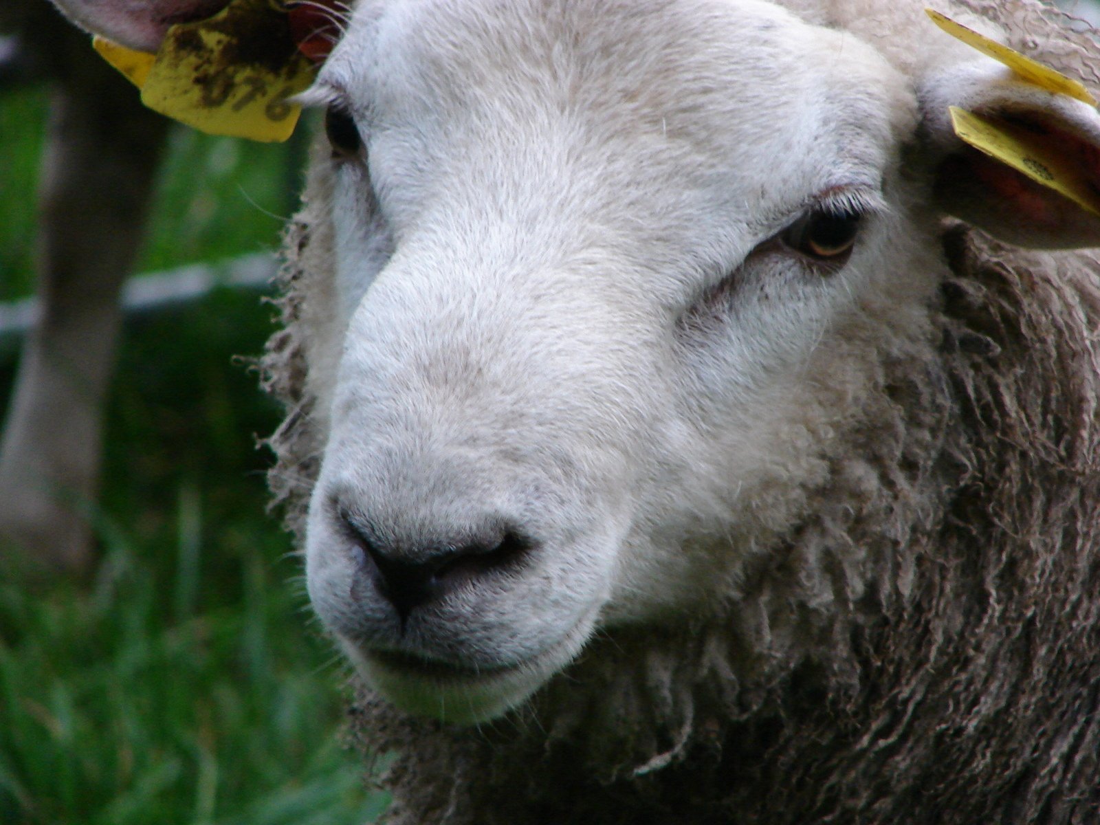 closeup of head of sheep on a green grassy field