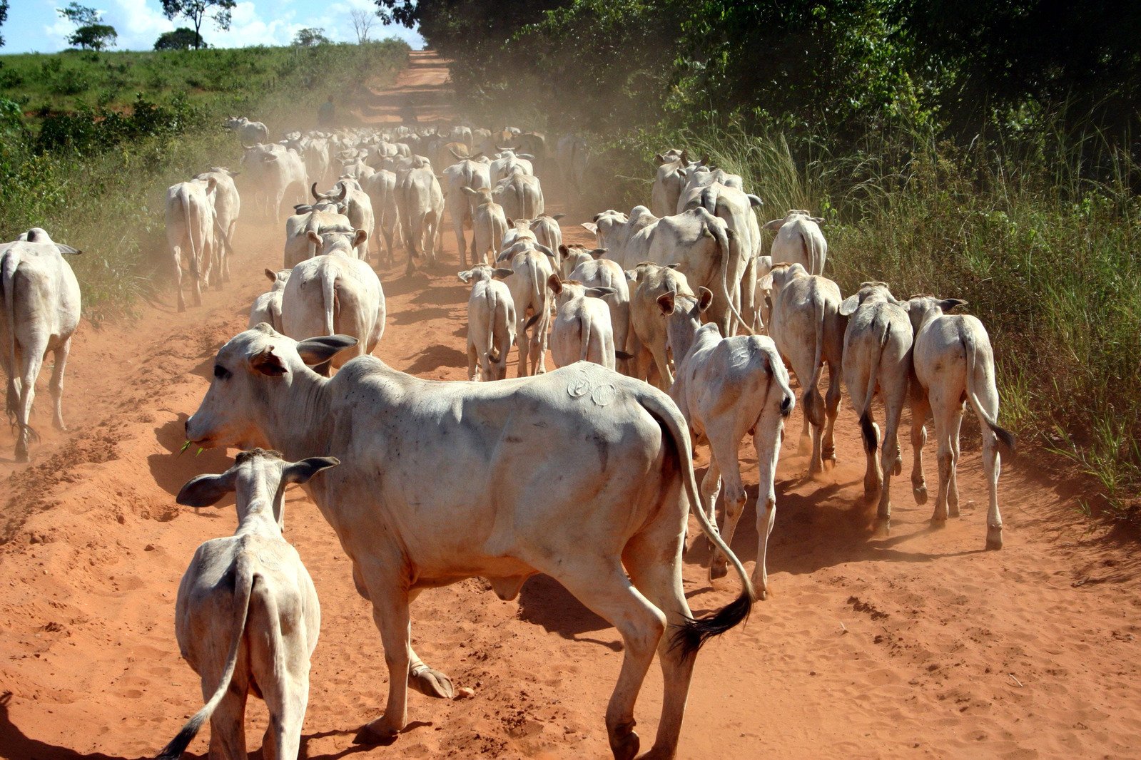 herd of cows walking on dirt road near bush