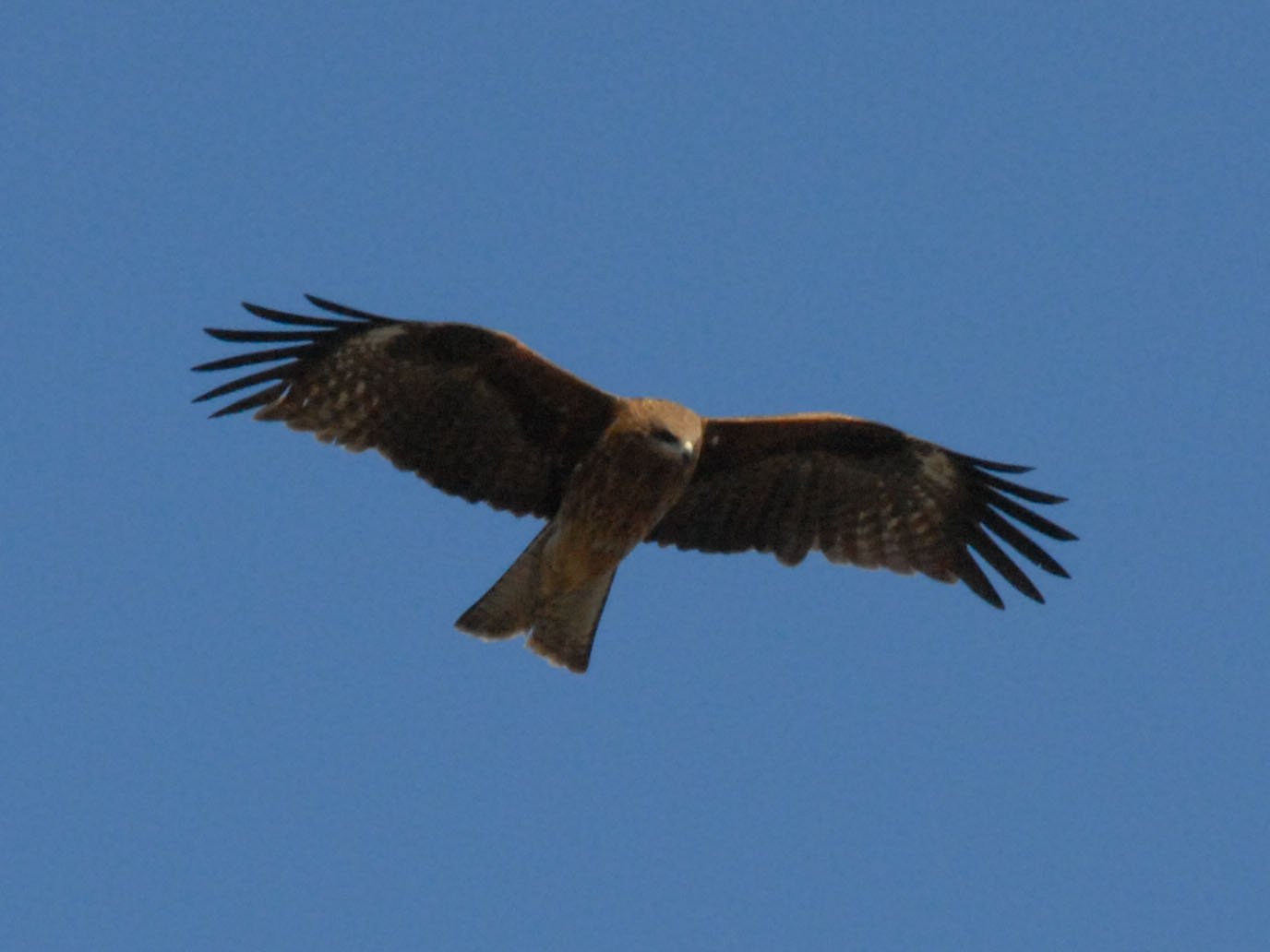 a bird of prey is flying through the air