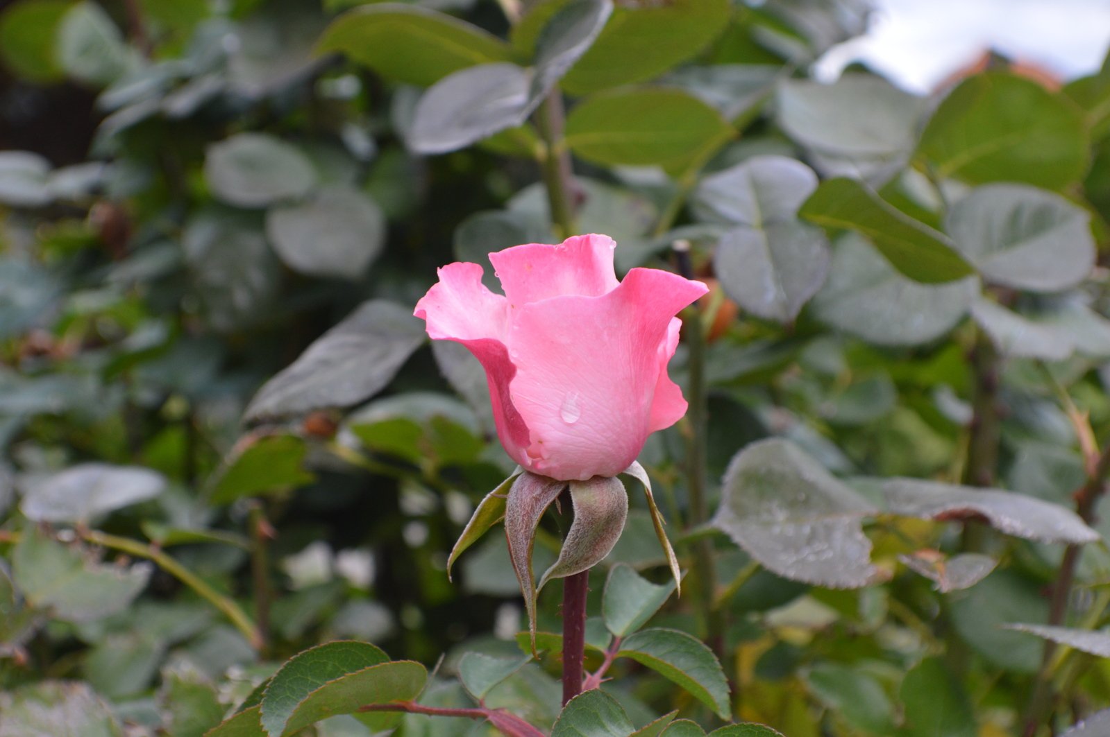 a pink rose that is blooming near some leaves