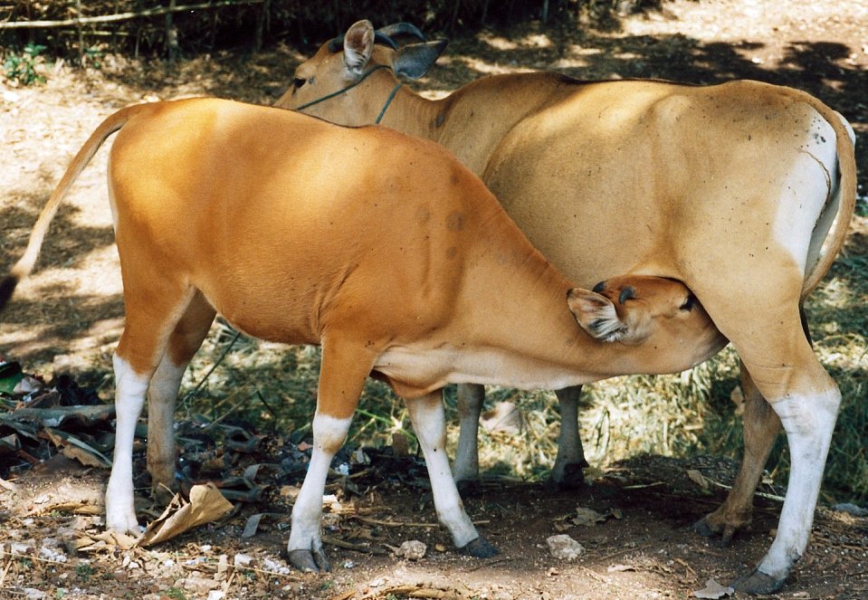 two animals standing next to each other near the woods