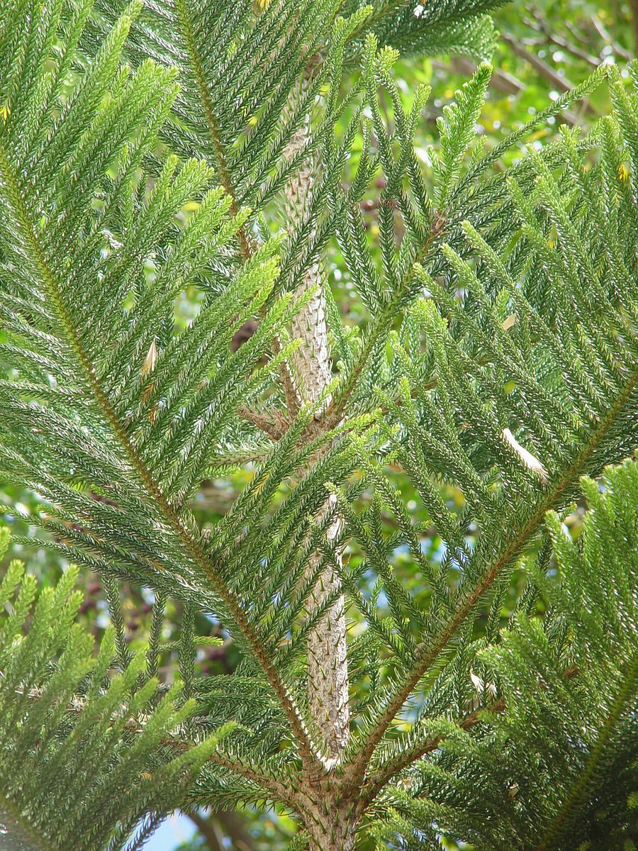 closeup of an exotic green fern tree