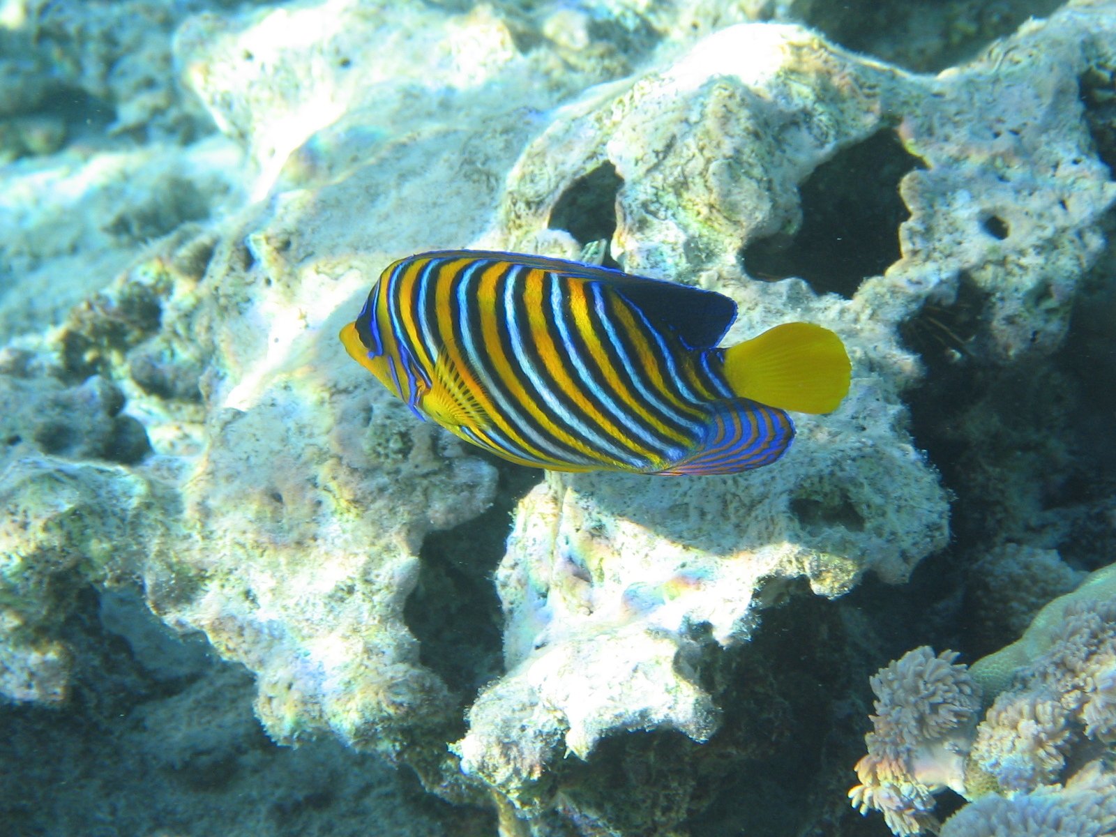 a blue, yellow and black striped fish on a coral