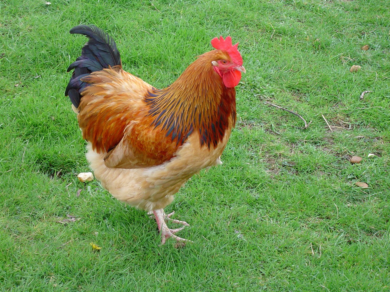 a rooster with a red head and tail standing in grass