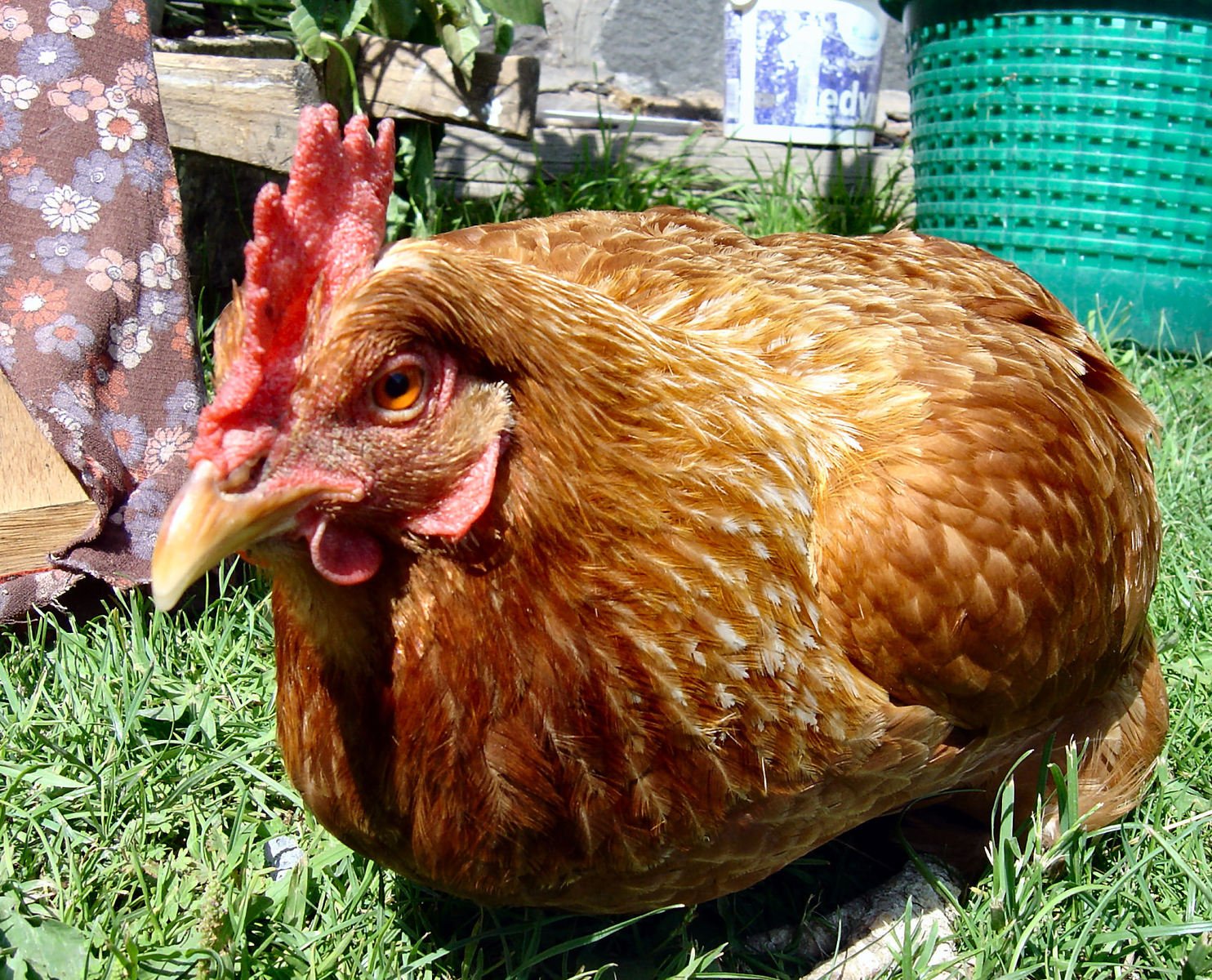 a brown chicken standing on top of a lush green field