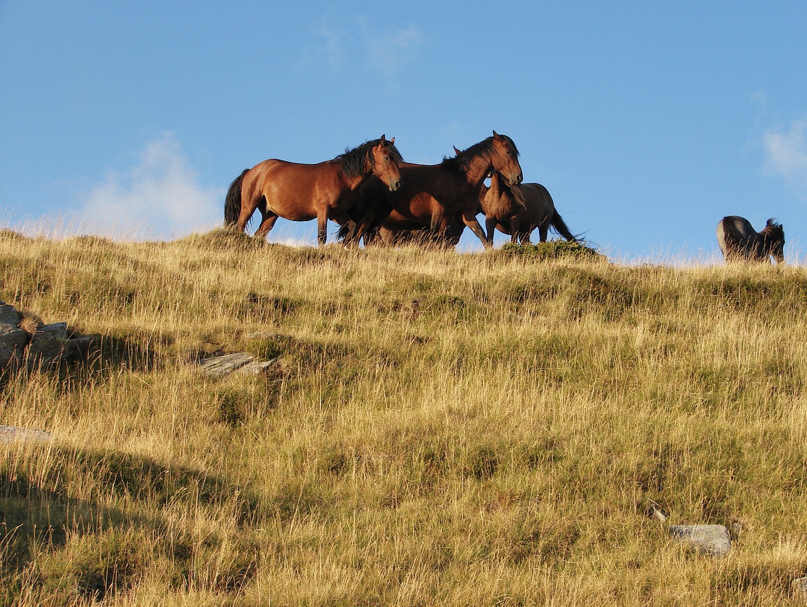 horses are standing in a grassy area with a sky background