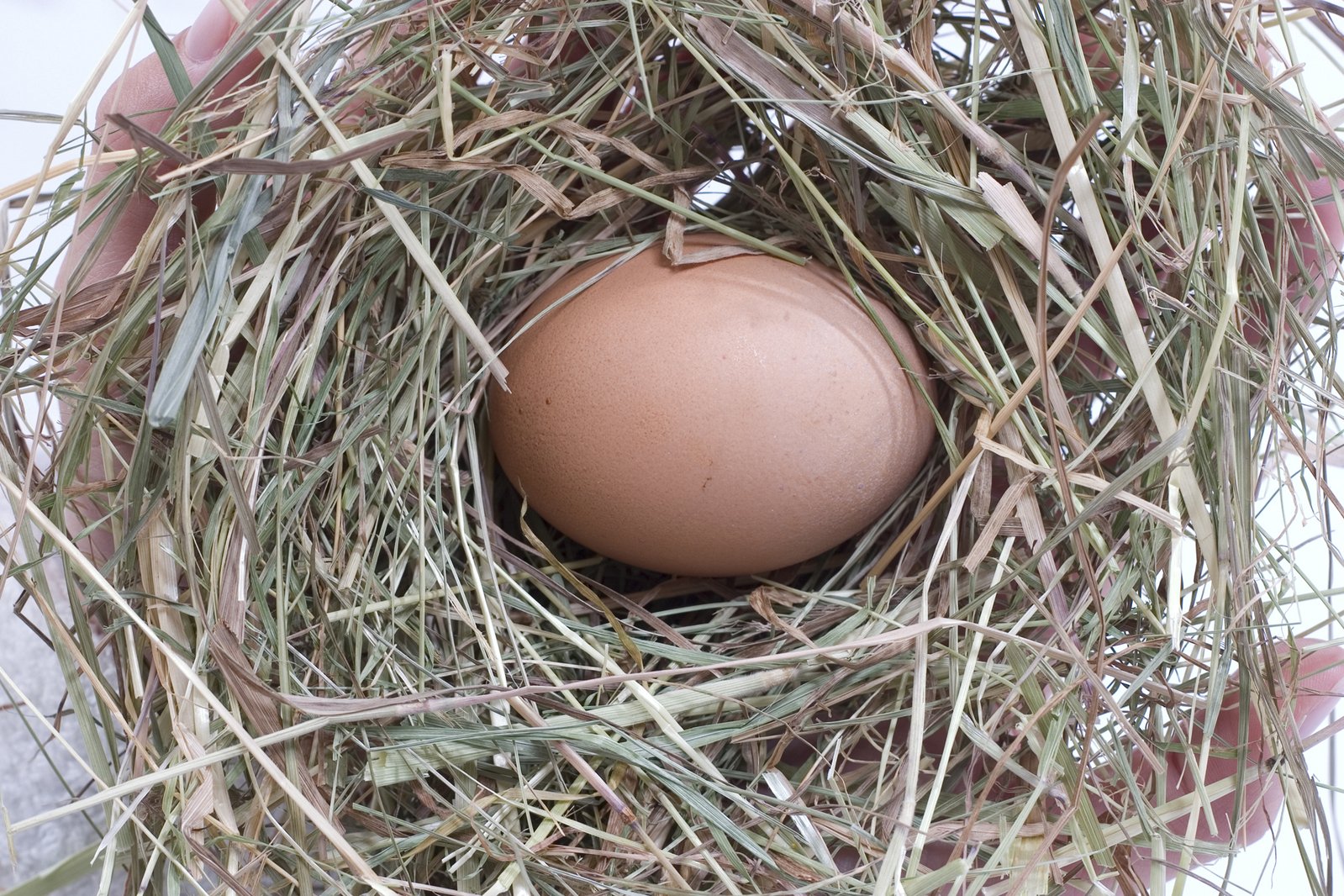 a bird's egg in a nest on top of grass