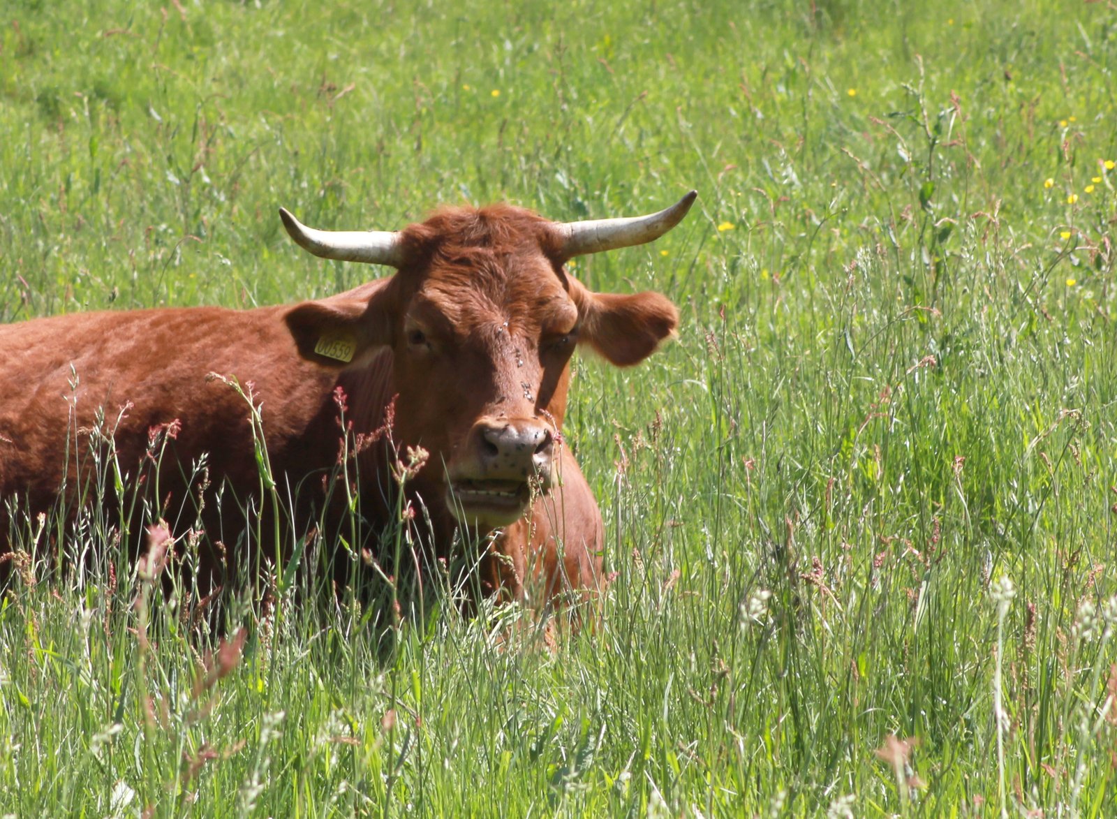 a bull with horns laying down in some grass