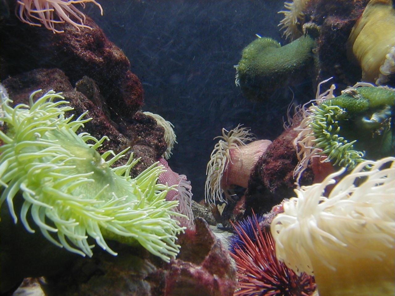 an underwater scene that is covered with lots of coral