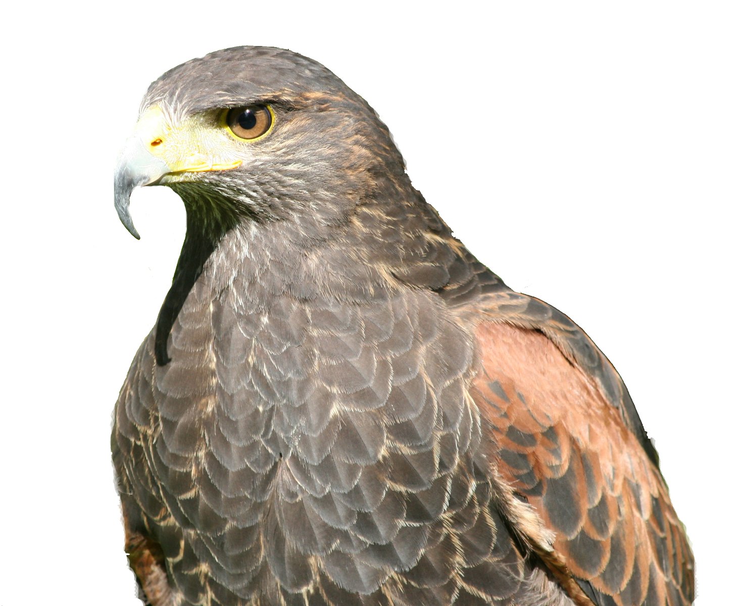 a bird of prey with black and orange wings and yellow beak