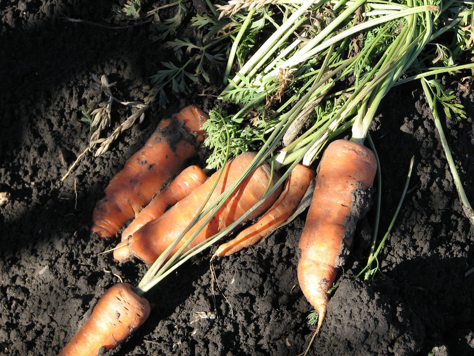 four carrots with their tops still on, sitting in dirt